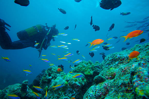 Diani Reef Diving for Certified Divers - view 1
